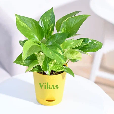 Yellow Customized Good Luck Money Plant Variegated With Self Watering Pot