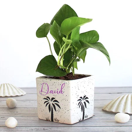 White Customized Money Plant Air Purifying Good Luck Indoor Live Plant in White Square Aroez Ceramic Pot