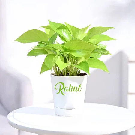 Customized Golden Money Plant Indoor With Self Watering Pot