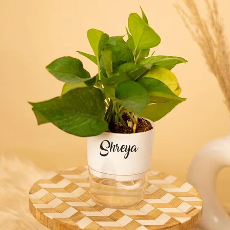 Customized Money Variegated Indoor Plants for Living Room | Live Plants | Plants with White Self Watering Pot for Home | Air purifier plants | Plants for Home Decor | Plants for Garden & bedroom