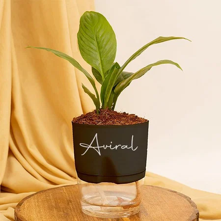 Customized Peace Lily Indoor Plant for Living Room | Live Plant | Plant with Black Self Watering Pot for Home | Air purifier plant