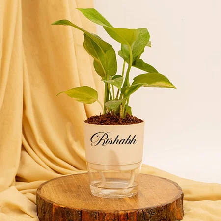 Customized Money Variegated, Golden Money, Snake Golden & Jade Combo of 4 Indoor Plants for Living Room | Live Plants | Plants with Cream Self Watering Pot for Home | Air purifier plants for Home Decor