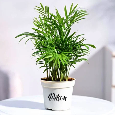 White Customized Air Purifying Bamboo Palm Live Plant With Grow Pot