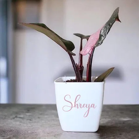 White Customized Philodendron Erubescens - Pink Princess Rare Live Plant with Pot | Unique Indoor Houseplant | Easy Care