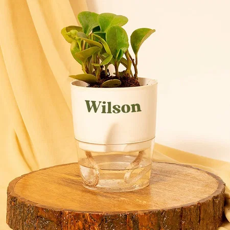 White Customized Peperomia Green Indoor Plants for Living Room | Live Plant | Plants with White Pot for Home