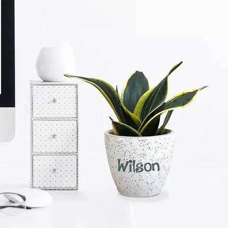 White Customized Foresticious Sansevieria Golden Hahnii Snake Live Indoor Plant With Ceramic Pot
