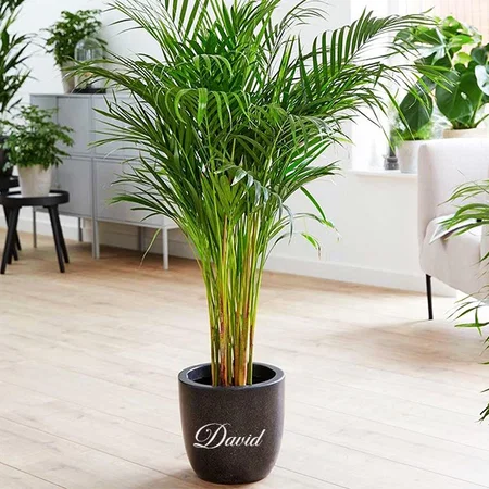 Customized Areca Palm Air Purifier Natural Live Plant (3 to 3.5 feet)