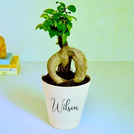 White Customized Ficus Bonsai Plant for Home Indoor Live in Self Watering Pot for Living Room, Bed Room & Office Desk