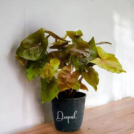 Black Customized Air Purifying Syngonium Albo Variegated Bonsai Indoor Live Plants for Room, Home, Office & Desk Decor | Velvet Leaf