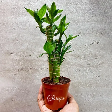 Brown Customized Lucky Bamboo Lotus Bonsai Plant | Feng Shui Plant