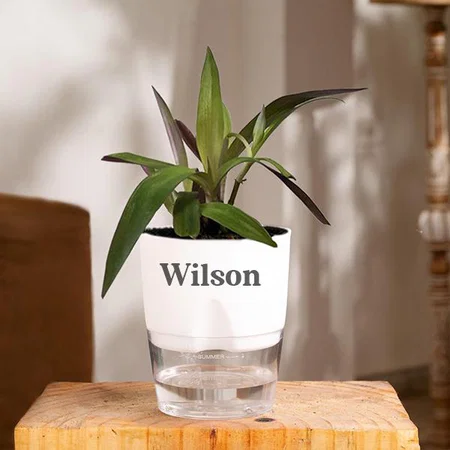 Customized Oyster Indoor Plants for Living Room | Live Plants | Plants with White Self Watering Pot for Home | Air purifier plants | Plants for Home Decor
